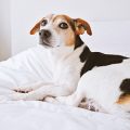 Digitale Innovationen und Trends: Online-Abschluss, Apps und digitale Schadensbearbeitung bei Hunde- und Pferdeversicherungen