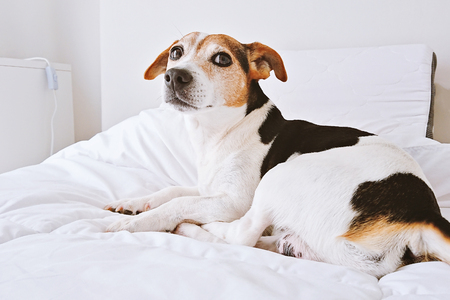 Digitale Innovationen und Trends: Online-Abschluss, Apps und digitale Schadensbearbeitung bei Hunde- und Pferdeversicherungen