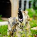 Unterschiede zwischen Privat-Haftpflicht und Tierhalterhaftpflichtversicherung für Hunde und Pferde