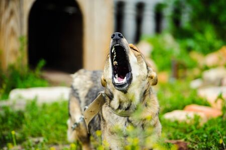 Unterschiede zwischen Privat-Haftpflicht und Tierhalterhaftpflichtversicherung für Hunde und Pferde