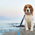 Umfassender Leitfaden zur Tierhalterhaftpflichtversicherung: Warum Hunde- und Pferdebesitzer in Deutschland geschützt sein müssen