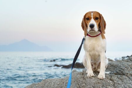Umfassender Leitfaden zur Tierhalterhaftpflichtversicherung: Warum Hunde- und Pferdebesitzer in Deutschland geschützt sein müssen