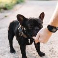 Rechtliche Grundlagen der Tierhalterhaftpflicht für Hunde- und Pferdehalter im deutschen Versicherungsrecht