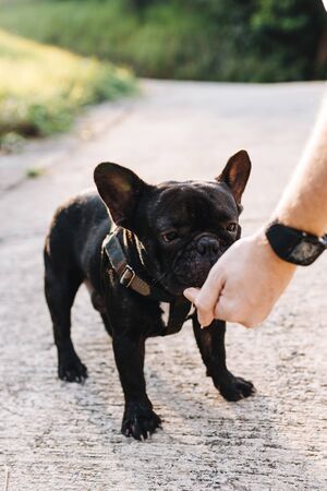 Rechtliche Grundlagen der Tierhalterhaftpflicht für Hunde- und Pferdehalter im deutschen Versicherungsrecht