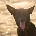 Deckungssummen und Versicherungsleistungen: Worauf Hunde- und Pferdebesitzer bei der Auswahl ihrer Tierhalterhaftpflicht achten sollten