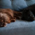Warum ist eine OP-Versicherung für Hunde und Katzen in Deutschland sinnvoll?