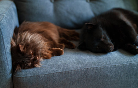 Warum ist eine OP-Versicherung für Hunde und Katzen in Deutschland sinnvoll?